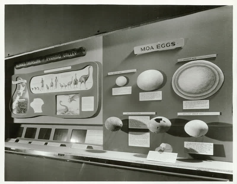 Moa Exhibit, 1955