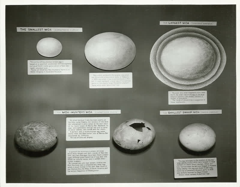 Moa Exhibit, 1955