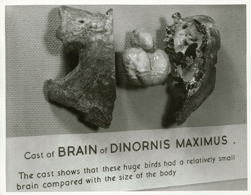 Moa Exhibit, 1955