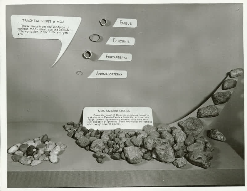 Moa Exhibit, 1955