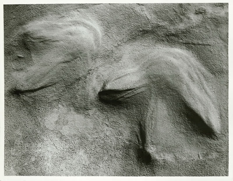 Moa Exhibit, 1955