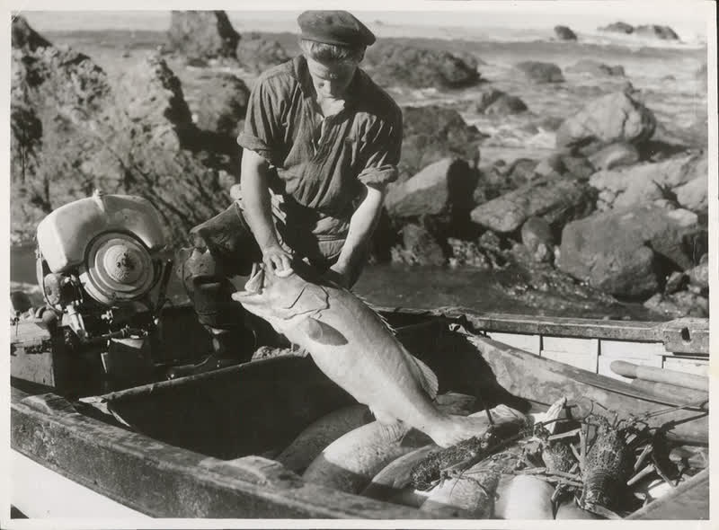 Crayfishing, Kaikoura Coast, 1948
