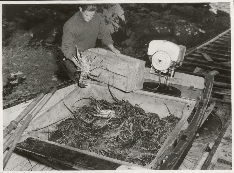 Crayfishing, Kaikoura Coast, 1948