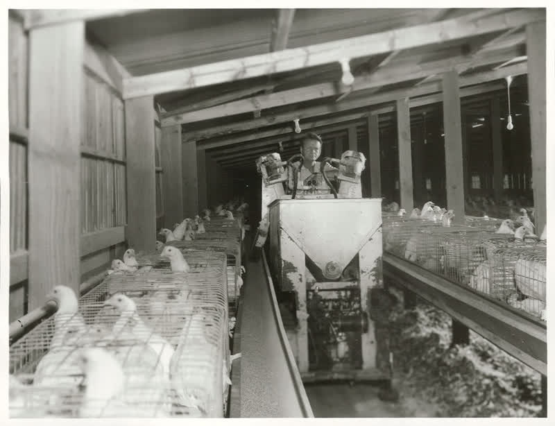 Food - Eggs, 1975