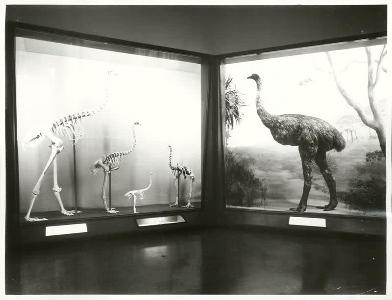 Birds - Moas, 1973