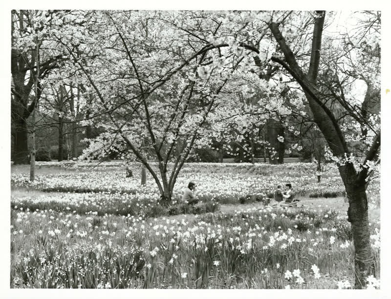 Canterbury - Christchurch City - Hagley Park, 1977