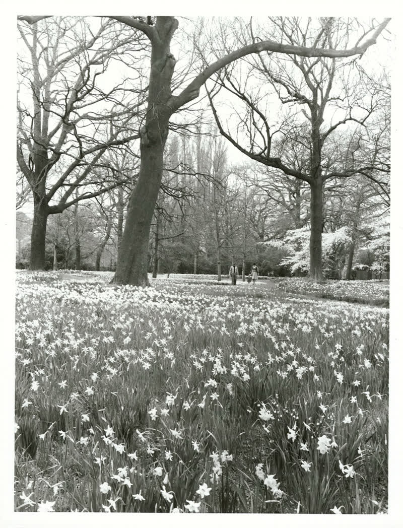 Canterbury - Christchurch City - Hagley Park, 1977