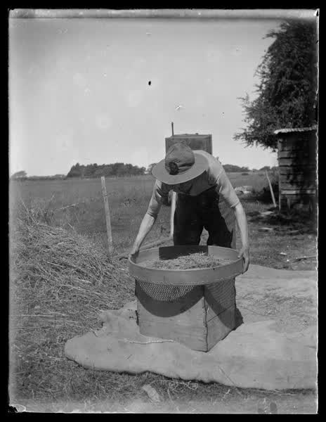 Boy scout sieving, 1900
