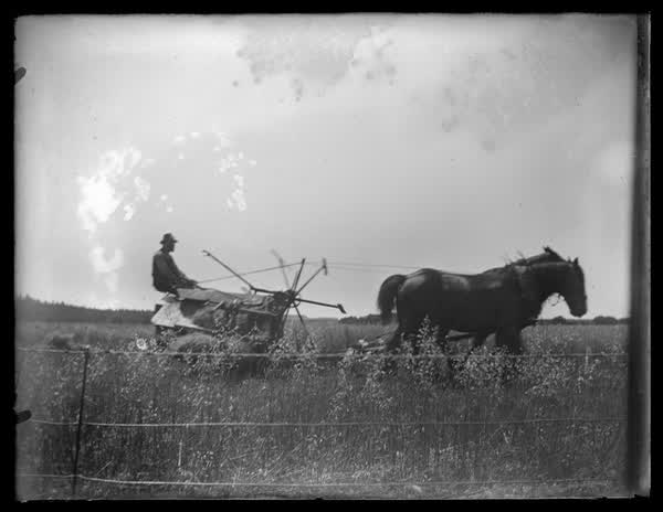 Horse-drawn thresher, 1900