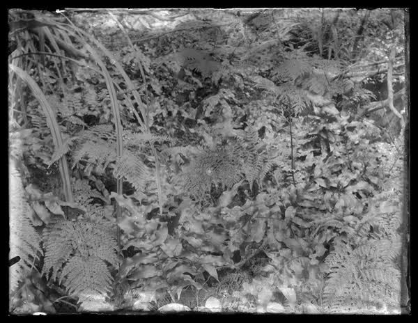 Bush scene, 1900