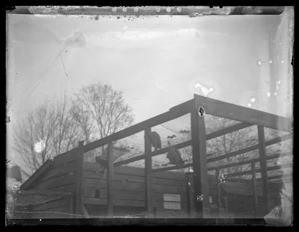 Aviary, 1900
