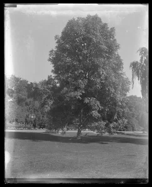Unknown tree, 1900
