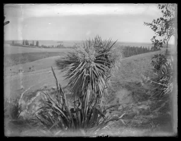 Cabbage tree and view, 1900