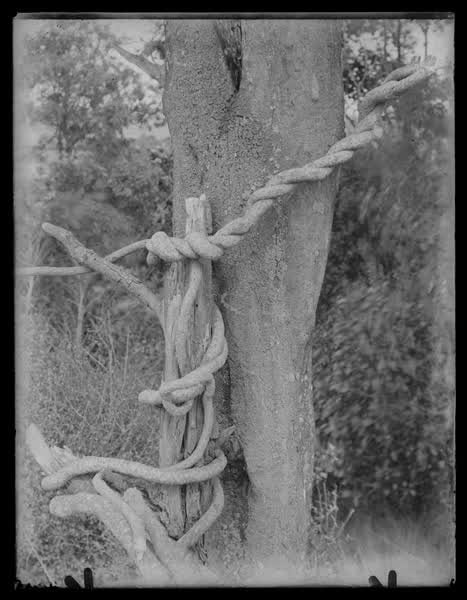 Tree with vine, 1900