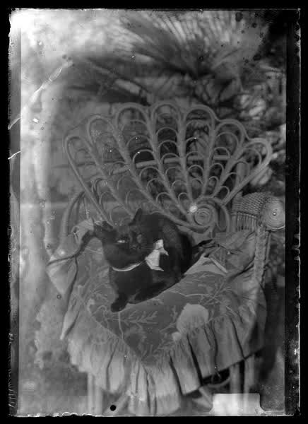 Cat on a chair, 1900