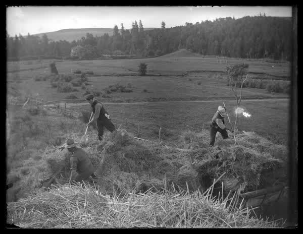 Farmers working, 1900