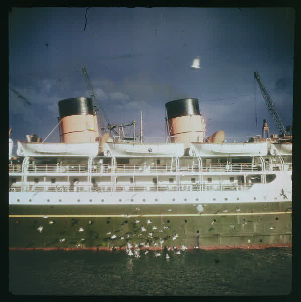 Sea gull feeding, 1950