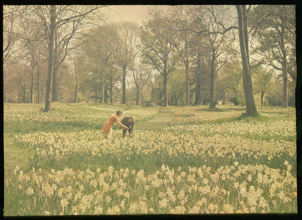 Daffodils in Hagley Park, 1950