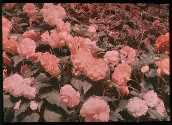 Flower bush, 1950