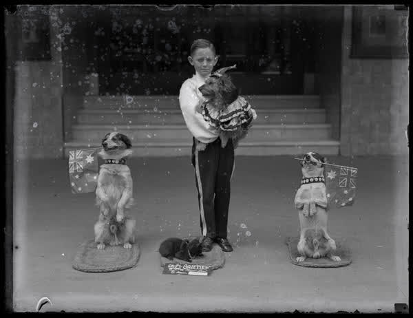 Pat Reno with three performing dogs and a cat, 1936