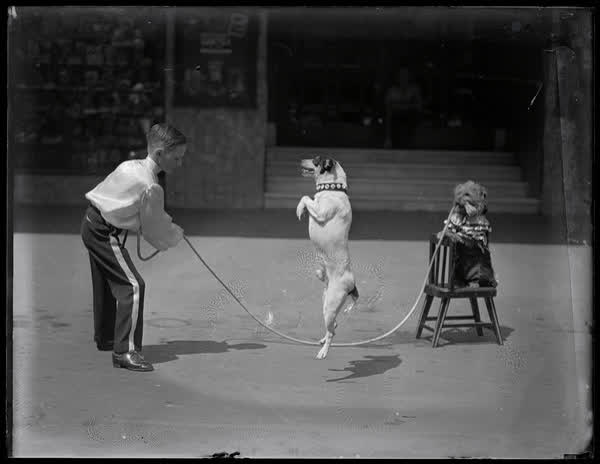 Skipping dog outside St James Theatre, 1936