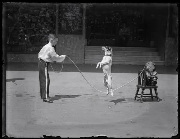 Performing dog skipping outside St James Theatre, 1936