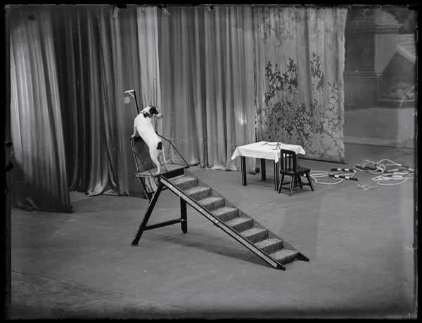 Dog performing at St James Theatre, 1936