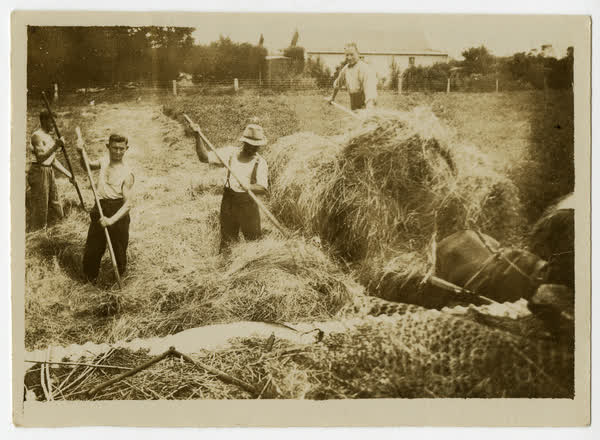 Haymaking at 158 Hoon Hay Road, 1930