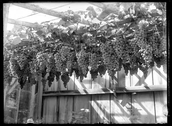 Hanging grapes, 1900