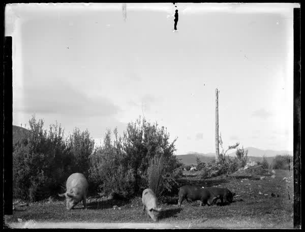Four pigs beside bushes, 1900
