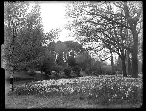 Daffodils beside the Avon River, 1900