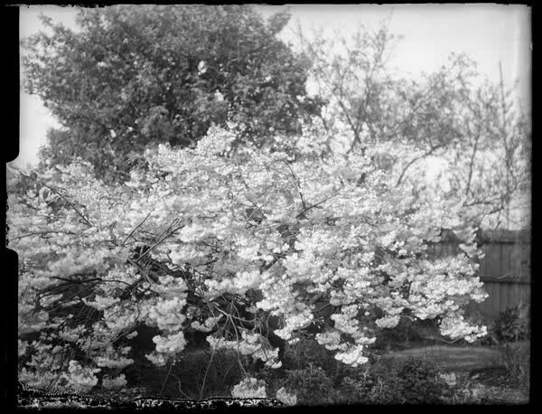 Blossom tree, 1900