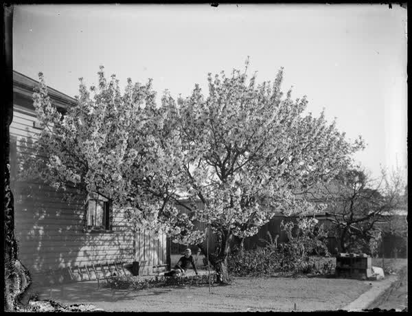Len Sutton sitting beneath a blossom tree, 1920