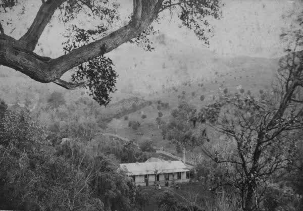 Mt Leinster, 1890