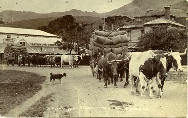 Bullocks pulling wagons filled with sacksJan Shuttleworth collection, 1906