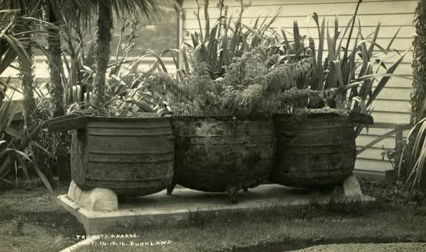 Try pots with plantsJan Shuttleworth collection, 1916