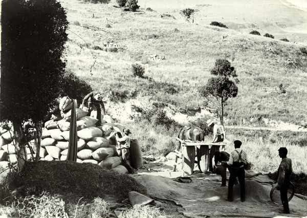 Six men on a cocksfoot seeding worksiteJan Shuttleworth collection, 1910