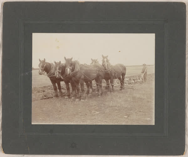 Ploughing in Mayfield, 1900