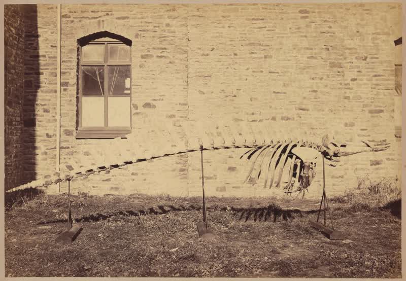 Whale skeleton, Canterbury Museum, 1876
