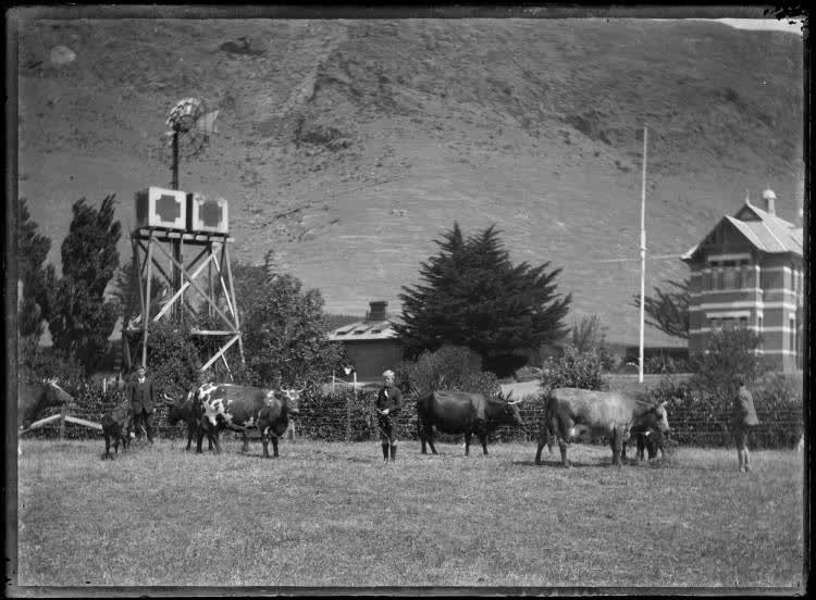 Cattle at Sumner School for the Deaf, 1920
