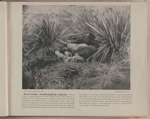Wild pigs at Parnassus, Amuri, 1896