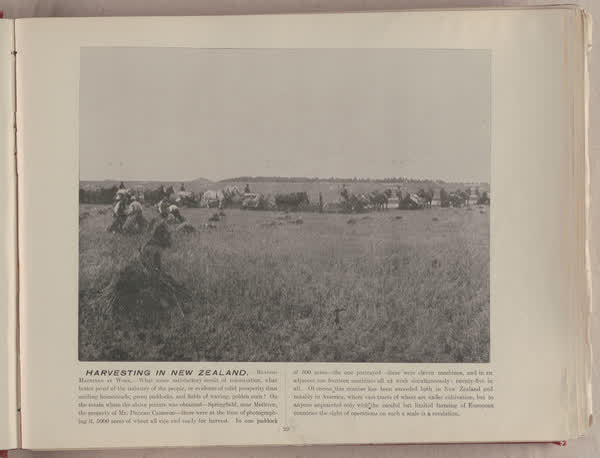 Harvesting in New Zealand, reaping machines at work, 1896