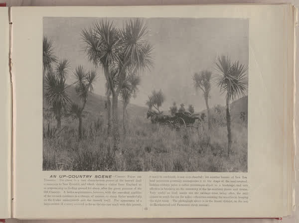 An up-country scene, cabbage palms and tussocks, 1896
