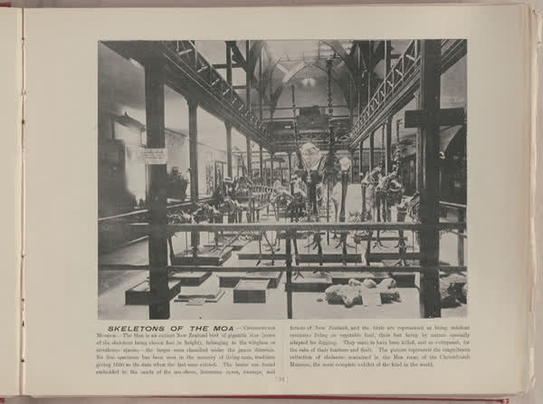 Skeletons of the moa, Christchurch Museum, 1896