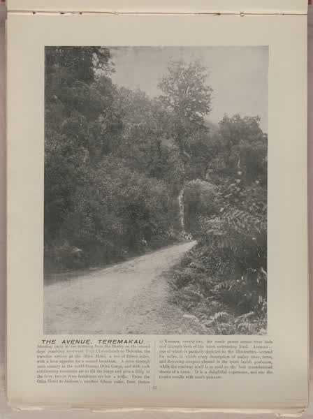The Avenue, Teremakau, 1896