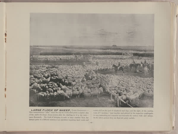 Large flock of sheep, North Canterbury, 1896