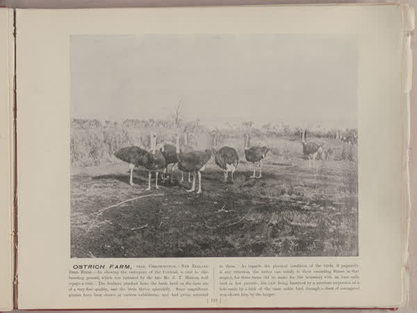 Ostrich farm, near Christchurch, 1896