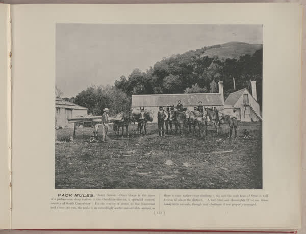 Pack mules, Orari Gorge, 1896