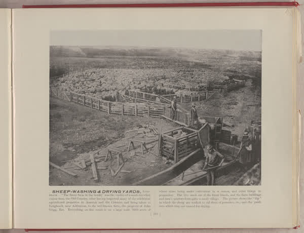 Sheep-washing and drying yards, Longbeach, 1896