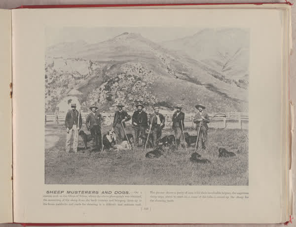 Sheep musterers and dogs, 1896